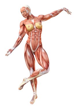 Beyaz arka planda izole edilmiş kas haritaları olan üç boyutlu bir kadın figürü