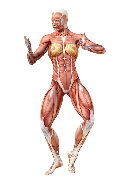Rendu Une Figure Féminine Avec Des Cartes Musculaires Isolées Sur — Photo