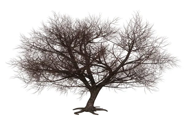 Рендеринг Листового Дерева Сакуры Белом Фоне — стоковое фото