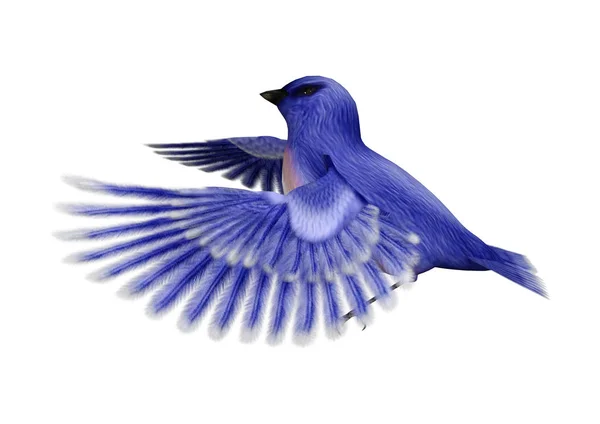 Doğu Mavi Kuş Veya Beyaz Arka Plan Üzerinde Izole Sialia — Stok fotoğraf