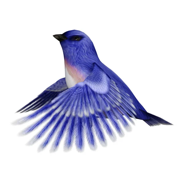 Weergave Van Een Oost Bluebird Sialia Sialis Geïsoleerd Witte Achtergrond — Stockfoto