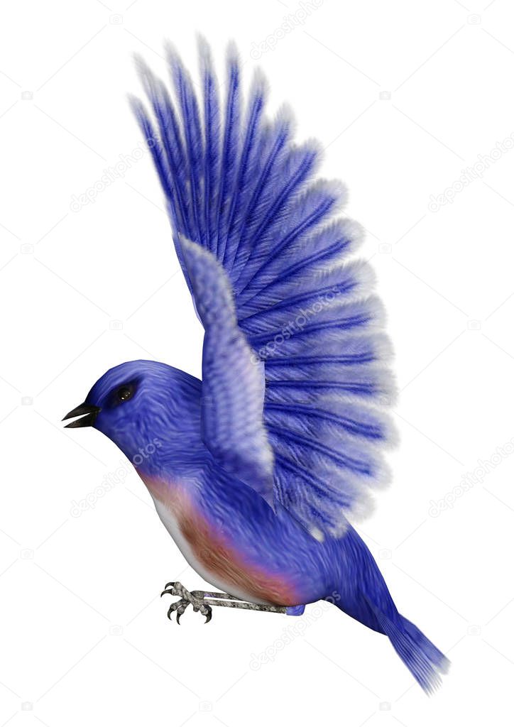 3D rendering of an Eastern bluebird or Sialia sialis isolated on white background