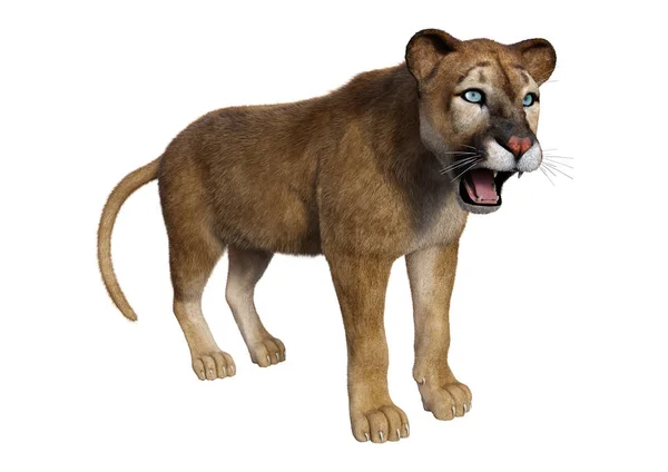 Rendering Big Cat Puma Isolated White Background — Stock Photo, Image