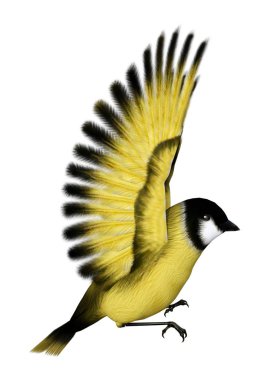 Beyaz arka plan üzerinde izole bir uçan songbird sakası 3D render