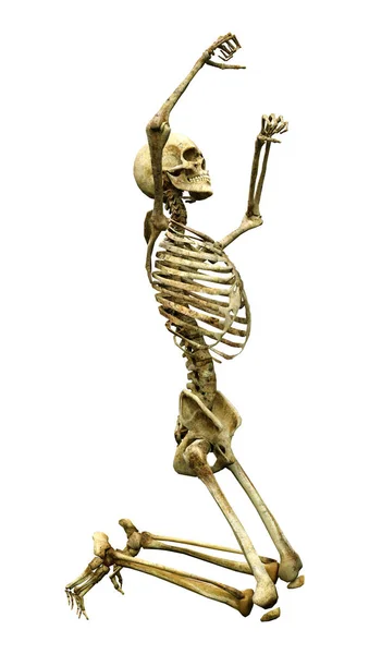 Återgivning Ett Mänskligt Skelett Isolerat Vit Bakgrund — Stockfoto