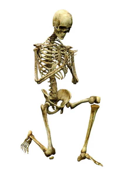 Darstellung Eines Menschlichen Skeletts Isoliert Auf Weißem Hintergrund — Stockfoto