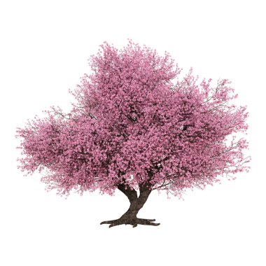 Beyaz arka plan üzerinde izole sakura ağacı çiçek açan bir pembe 3D render