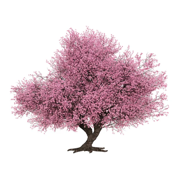 Vykreslování Růžové Kvetoucí Strom Sakura Izolovaných Bílém Pozadí — Stock fotografie