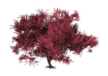 Beyaz arka plan üzerinde izole kırmızı momiji ağacının 3D render