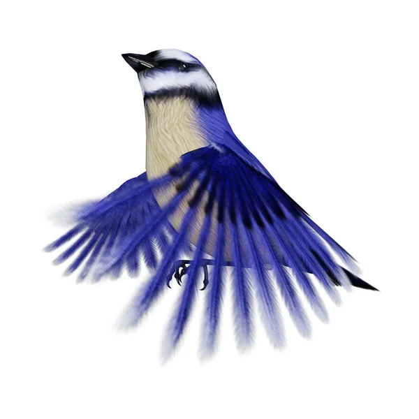 Darstellung Eines Florida Peeling Eichelhäher Vogels Oder Aphelocoma Coerulescens Isoliert — Stockfoto