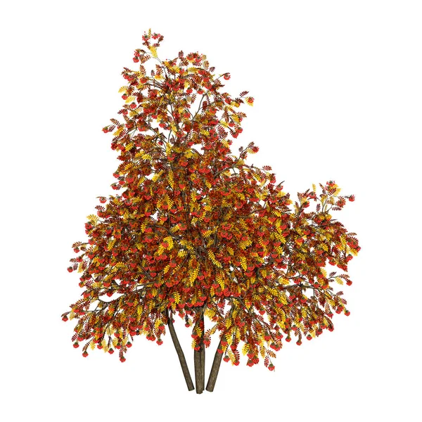 Rendering Van Herfst Rowan Bomen Met Rode Bessen Geïsoleerd Witte — Stockfoto