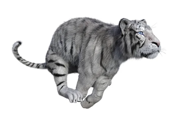 Rendering White Tiger Isolated White Background — Stock Photo, Image