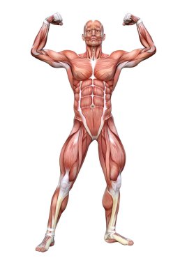 Beyaz arka plan üzerinde izole bir erkek anatomisi şekil 3D render