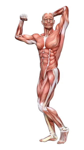 Renderização Uma Figura Anatomia Masculina Isolada Fundo Branco — Fotografia de Stock