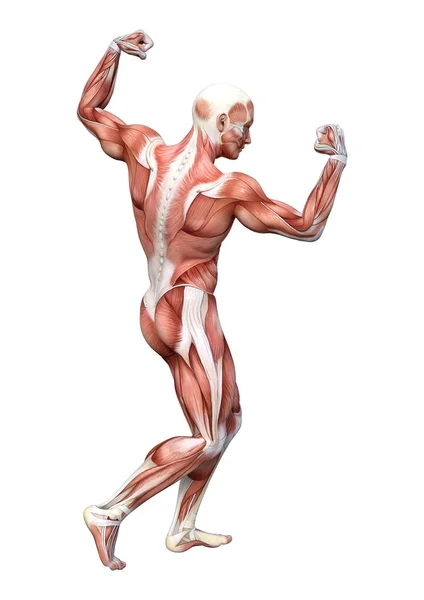Rendering Male Anatomy Figure Isolated White Background — Stock Photo, Image