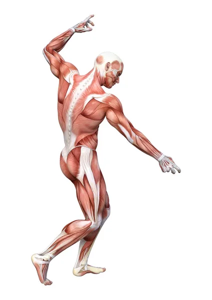 Renderização Uma Figura Anatomia Masculina Isolada Fundo Branco — Fotografia de Stock