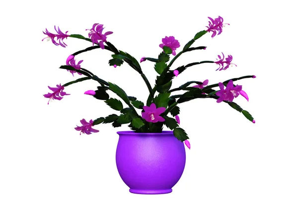 Rendu Cactus Noël Violet Dans Pot Fleurs Isolé Sur Fond — Photo