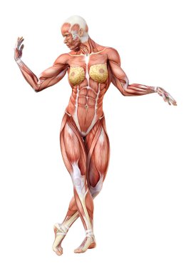 Beyaz arka planda izole edilmiş kas haritaları olan üç boyutlu bir kadın figürü
