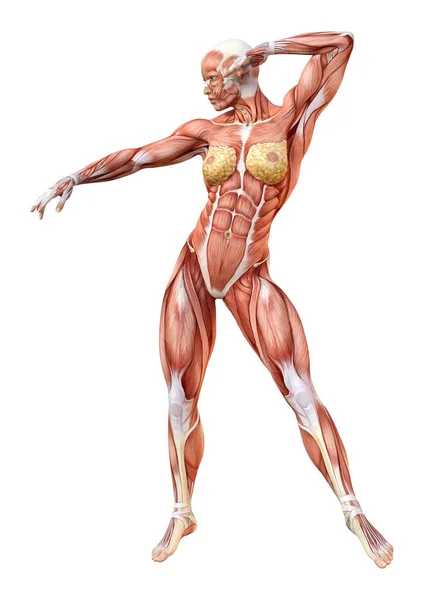 Rendu Une Figure Féminine Avec Des Cartes Musculaires Isolées Sur — Photo