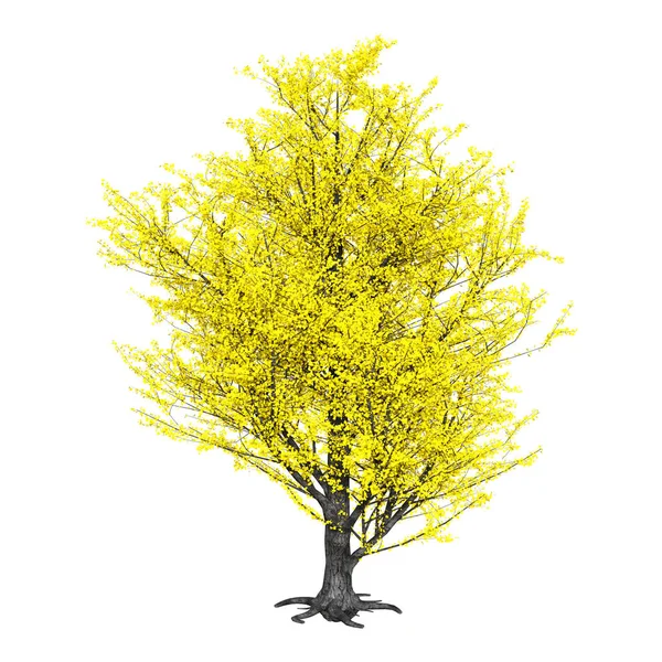 Renderização Uma Árvore Álamo Amarelo Isolado Fundo Branco — Fotografia de Stock