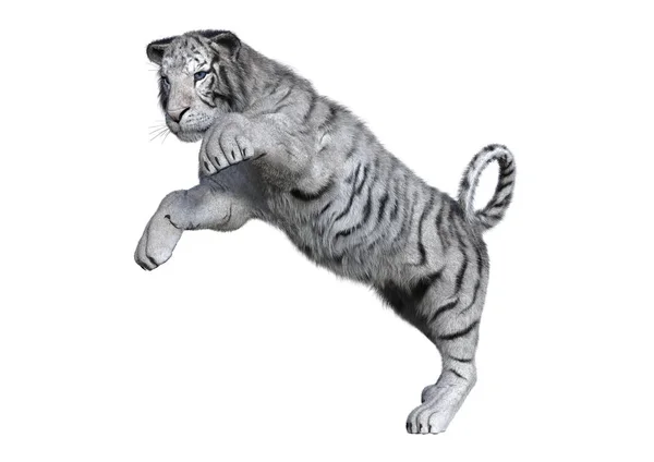 Візуалізація Білого Тигра Ізольовано Білому Тлі — стокове фото