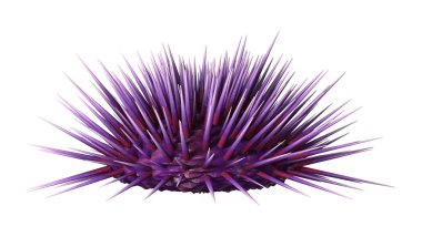 Beyaz arka planda izole edilmiş bir deniz kestanesinin 3 boyutlu görüntüsü