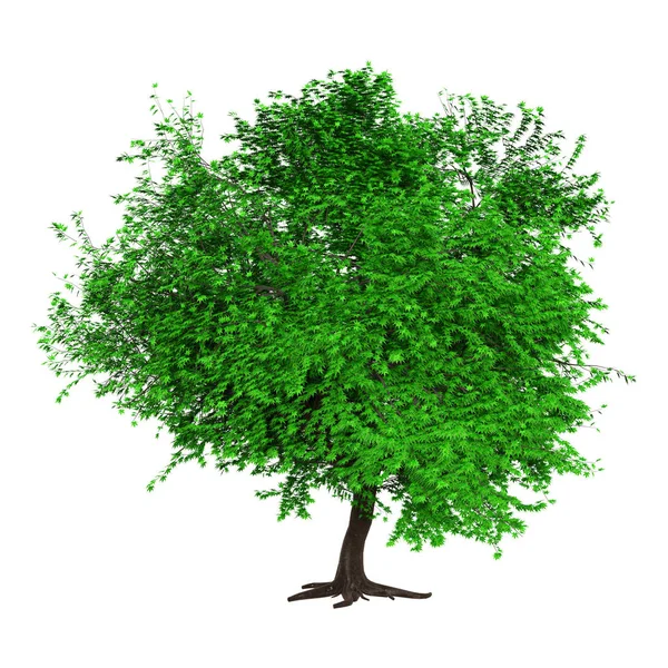 Renderowania Drzewa Zielone Momiji Białym Tle — Zdjęcie stockowe