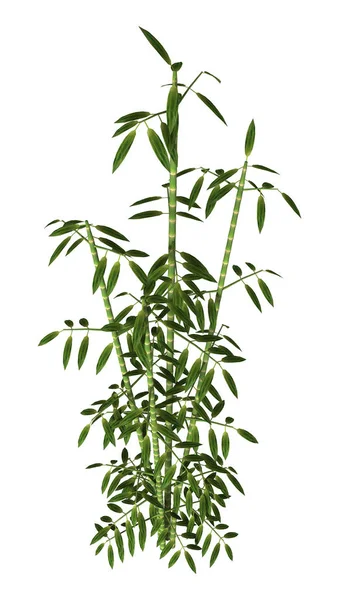 Weergave Van Groene Bamboe Bomen Geïsoleerd Witte Achtergrond — Stockfoto