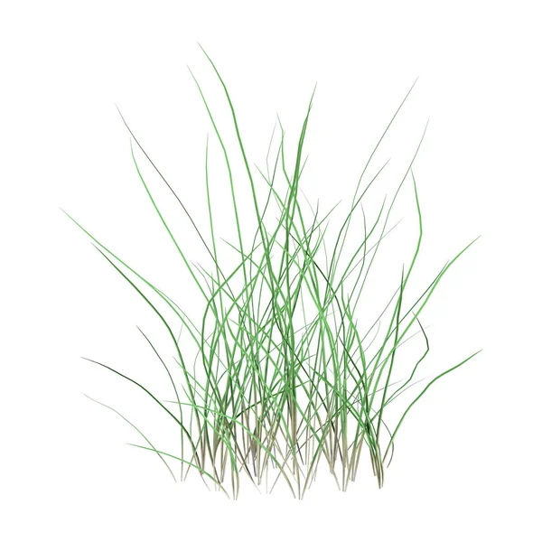 Рендеринг Участка Зеленой Травы Белом Фоне — стоковое фото