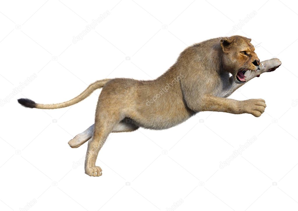 3D rendering of a female lion jumping isolated on white background