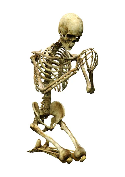Darstellung Eines Menschlichen Skeletts Isoliert Auf Weißem Hintergrund — Stockfoto