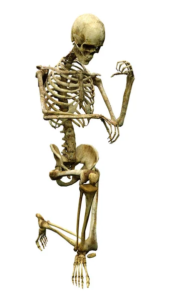 Återgivning Ett Mänskligt Skelett Isolerat Vit Bakgrund — Stockfoto