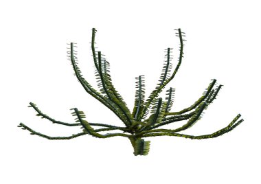 Beyaz arka plan üzerinde izole yeşil deniz zambak 3D render