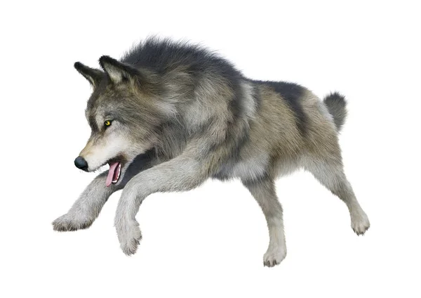 Rendering Gray Wolf Isolated White Background — Stock Photo, Image