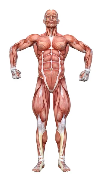 Figura de anatomía masculina de representación 3D en blanco — Foto de Stock