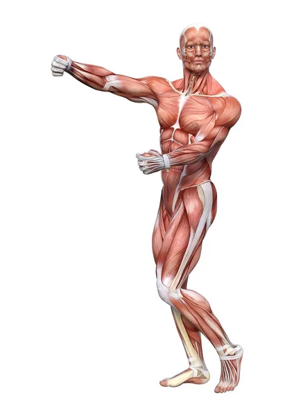 3D Відтворення чоловічої анатомії Фігура на білому — стокове фото