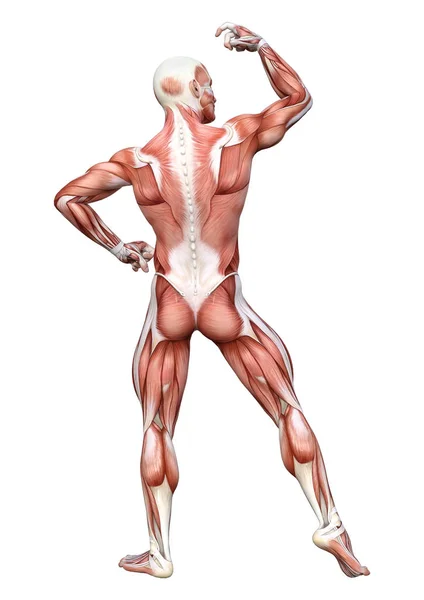 3D-рендеринг мужской анатомии фигура на белом — стоковое фото