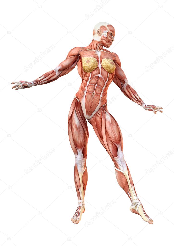 3D rendering of a female figure with muscle maps isolated on white background