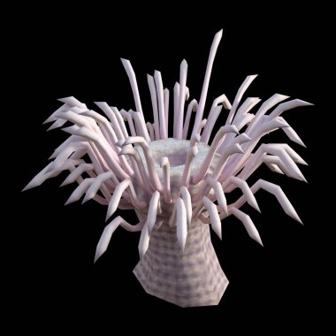 siyah arka plan üzerine izole bir deniz anemone 3D render