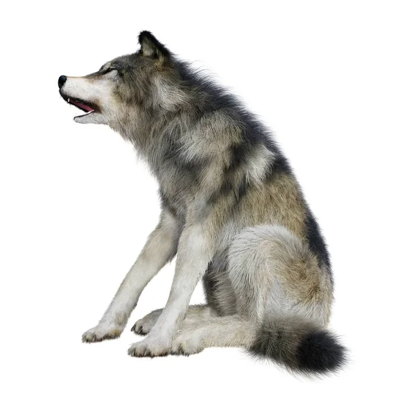 Rendering Gray Wolf Isolated White Background — Stock Photo, Image