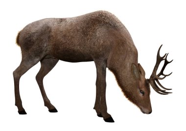 Beyaz arka plan üzerinde izole bir erkek geyik 3D render