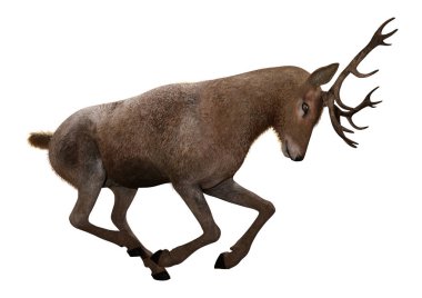 Beyaz arka plan üzerinde izole bir erkek geyik 3D render