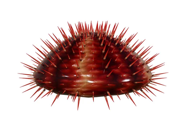 Rendering Röda Havet Urchin Isolerad Vit Bakgrund — Stockfoto