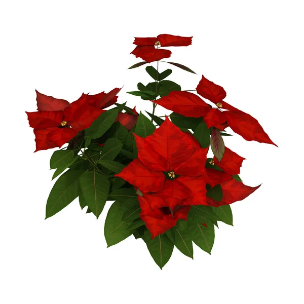 Vykreslování Vánoční Hvězda Euphorbia Pulcherrima Nebo Vánoční Hvězda Zasadit Izolované — Stock fotografie