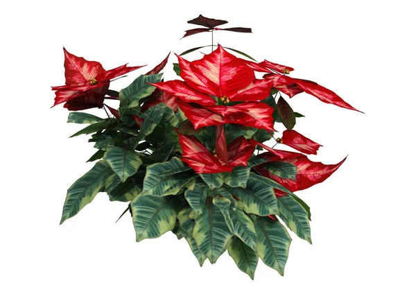 Darstellung Eines Weihnachtssterns Oder Einer Euphorbia Pulcherrima Oder Weihnachtssternpflanze Isoliert — Stockfoto