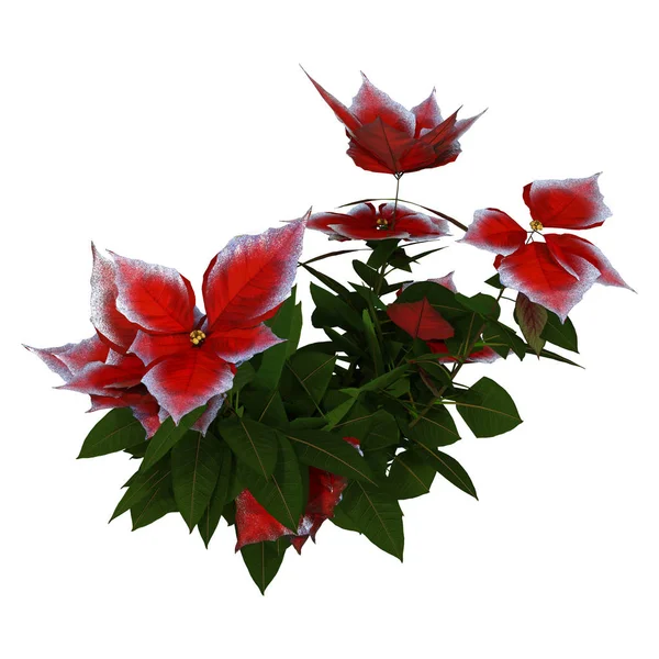 Renderowania Poinsettia Lub Euphorbia Pulcherrima Lub Christmas Star Roślin Białym — Zdjęcie stockowe