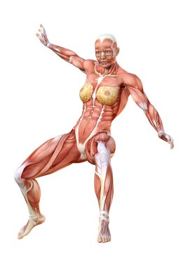 Beyaz arka planda izole edilmiş kas haritaları olan üç boyutlu bir kadın figürü