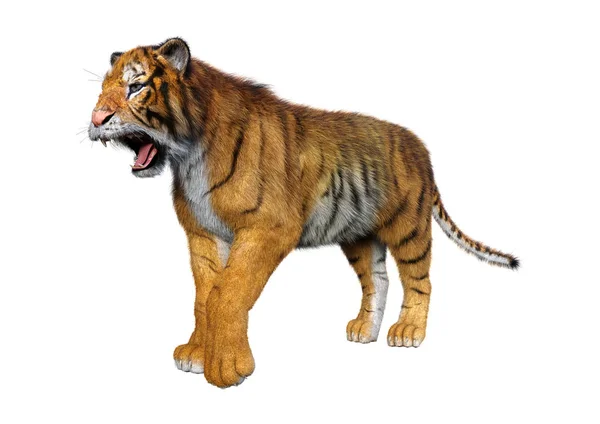 Візуалізація Великого Котячого Тигра Ізольовано Білому Тлі — стокове фото