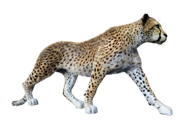 Rendering Big Cat Cheetah Isolated White Background — Stock Photo, Image