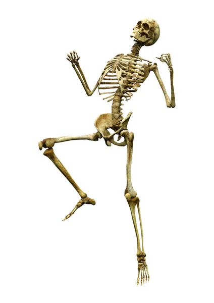 Rendering Human Skeleton Isolated White Background — Stock Photo, Image